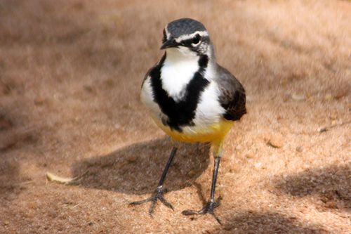 Madagascan wagtail